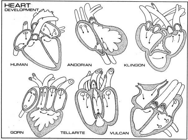 Heart development.jpg