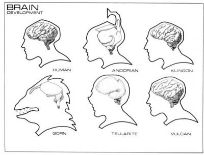 Brain development.jpg