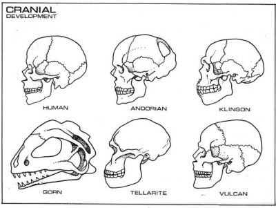 Cranial development.jpg