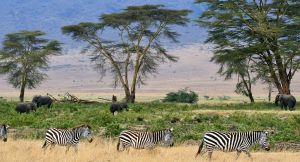 Tanzania animals.jpg